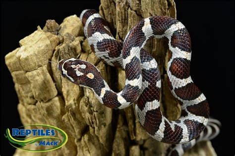 Corn Snake Care Sheet – Reptiles by Mack