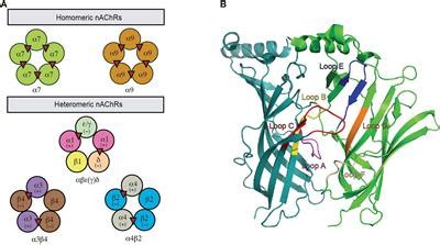 Frontiers | Structure-Function of Neuronal Nicotinic Acetylcholine Receptor Inhibitors Derived ...