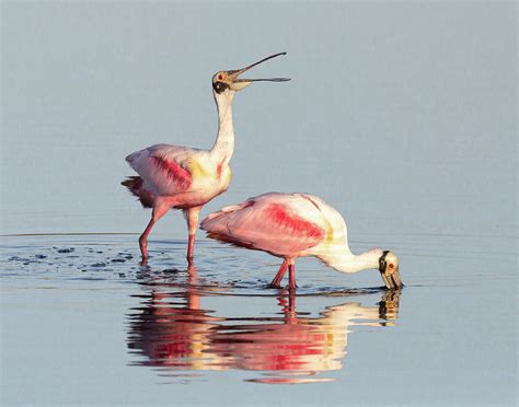 Florida Pink Spoonbill Tropical Bird Photograph by Bill Swindaman