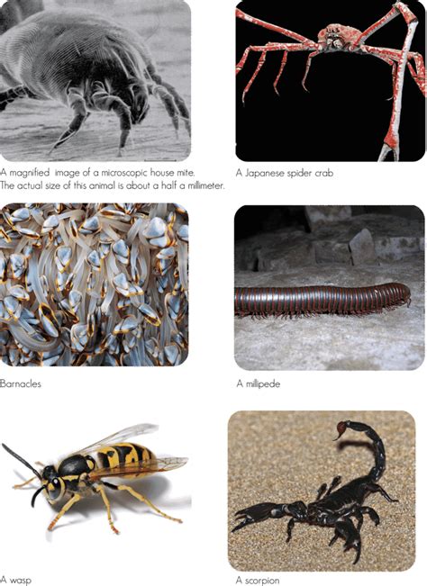 18.3 Arthropods And Insects - Guest Hollow