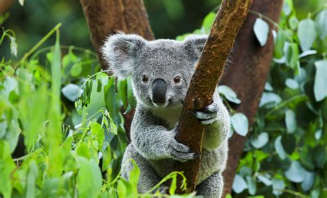 Koala Sanctuary and Brisbane River Cruise Express | Brisbane Shore Excursion | Australia New ...