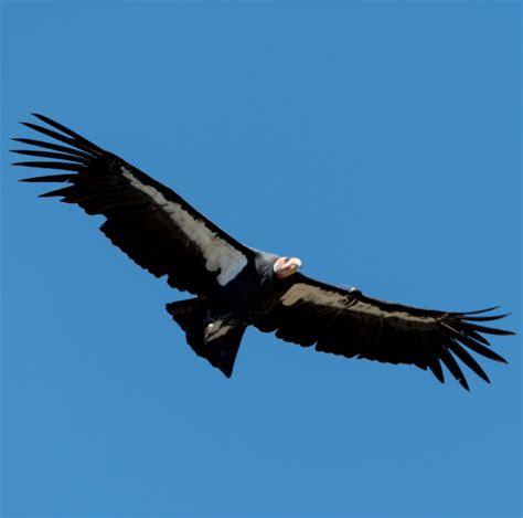 What bird has the largest wingspan? - Gulo in Nature