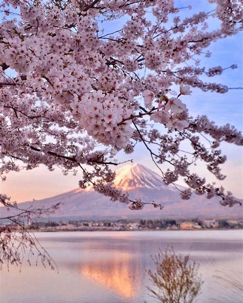 Cherry blossom Explosion at Mt Fuji.. 💮💮💮💮💮💮💮💮 | Mount fuji, Nature photography, Beautiful ...