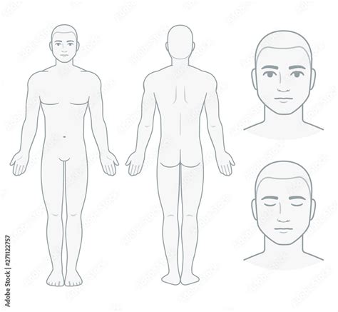 Male body and face chart vector de Stock | Adobe Stock