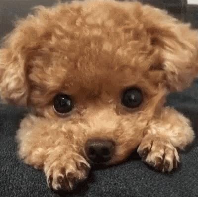 Puppy Dog GIF - Puppy Dog Cute - Discover & Share GIFs