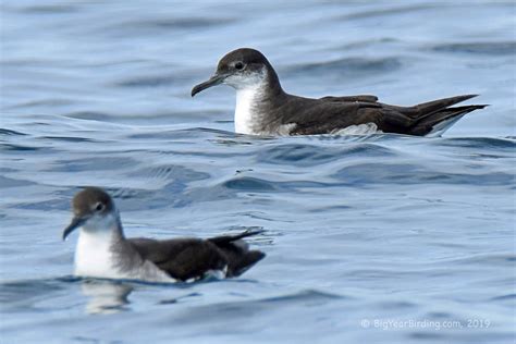 Manx Shearwater - Big Year Birding