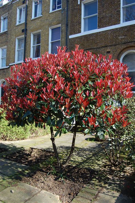 Photinia X fraseri (Fraser photinia or Red photinia) Red Tip Photinia, Photinia Red Robin ...