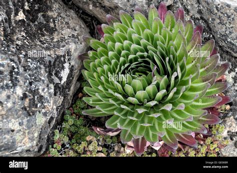 Young plant giant lobelia (Lobelia deckenii), Mount Kilimanjaro National Park, Tanzania Stock ...