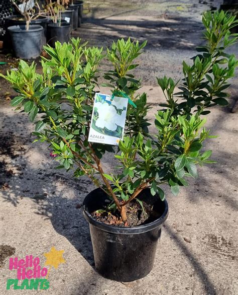 Azalea 'White Bouquet' 8" Pot - Hello Hello Plants