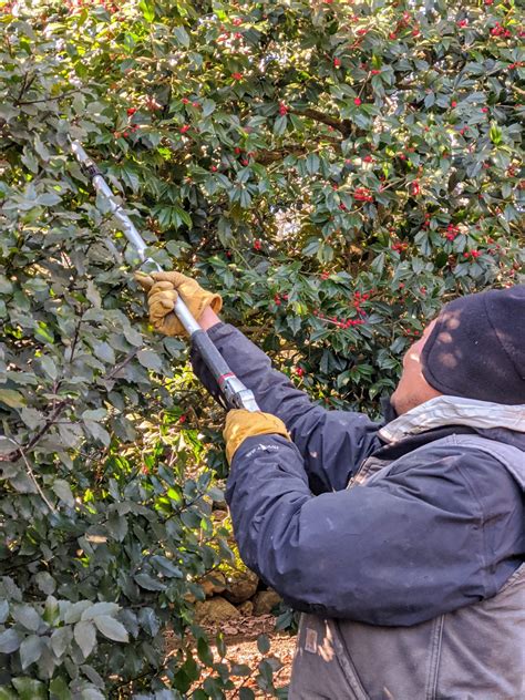 Pruning the Holly - The Martha Stewart Blog