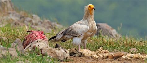 Wildlife in Mali - Types of Malinese Animals - A-Z Animals