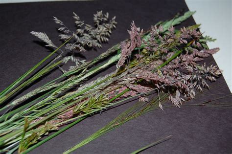 Our Creative Day: Wild Grasses