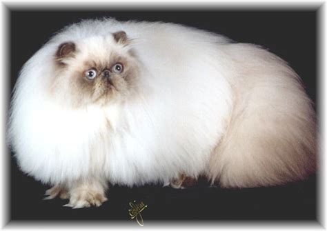 Gambar Kucing Persia - 9 Cara Merawat Kucing Persia | Memelihara | Blog Cara dan Tips / Maybe ...