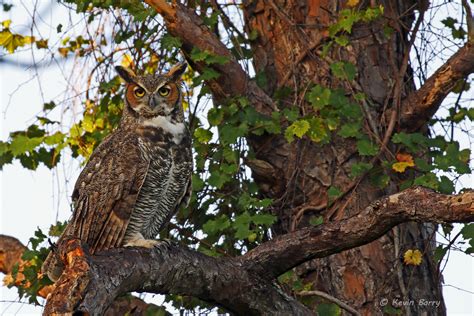 Great Horned Owl | Tall Cypress Natural Area; Coral Springs, Florida ...