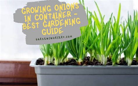 Growing Onions In Container - Complete Gardening Guide | GARDENS NURSERY