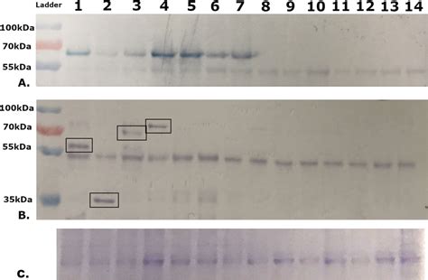 Results of western blot with samples after co-immunoprecipitation assay... | Download Scientific ...