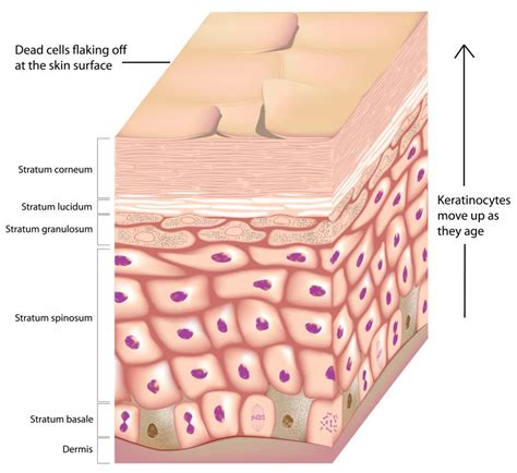 What are Keratinocyte Cells? (with pictures)