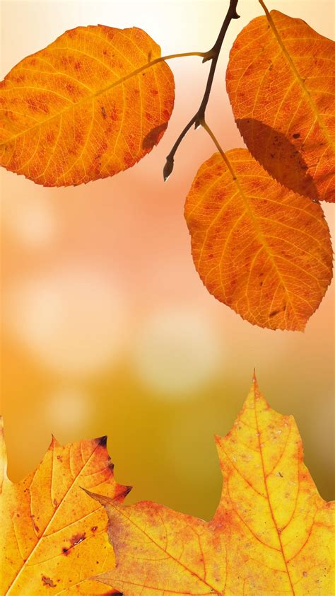 Cập nhật những Desktop backgrounds autumn đẹp và tuyệt vời nhất hiện nay.