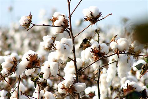 What is Organic Cotton and Is It Worth It?