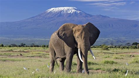Things to remember when visiting Amboseli national park | Kenya Safaris