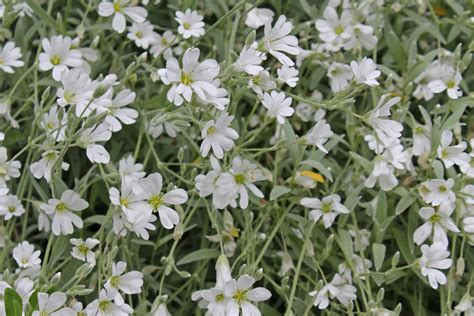 Cerastium tomentosum