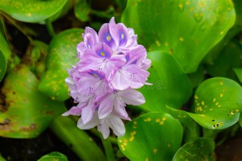 Pontederia Crassipes Purple Flower in Garden Stock Photo - Image of common, america: 258086496