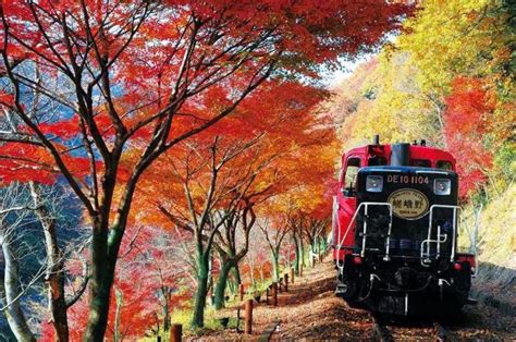 Sagano Scenic Railway, romantic train near Kyoto, looking stunning in the autumn | Scenic train ...