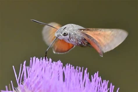 11 Amazing Hummingbird Hawk-Moth Facts - Fact Animal