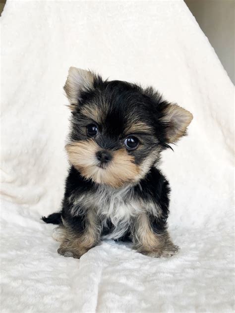 Cobby Teacup Morkie Puppy! - iHeartTeacups