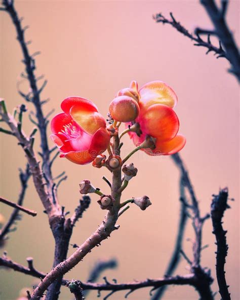 396 Sal Tree Flowers Stock Photos - Free & Royalty-Free Stock Photos ...