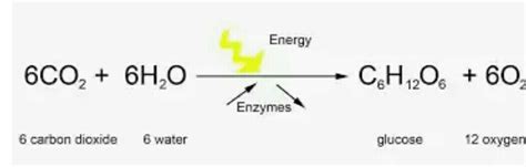 Raw materials and end product of photosynthesis by formula. - Brainly.in