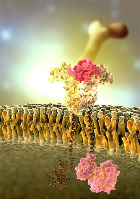 Growth Hormone Receptor Photograph by Ramon Andrade 3dciencia/science ...