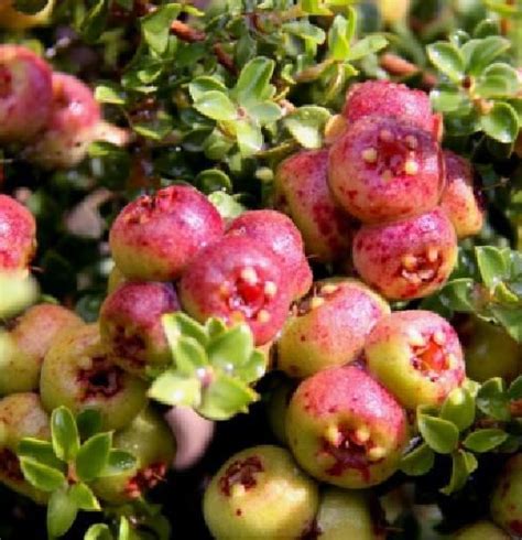 Munthari berries They taste a bit like a cross between an apple and a ...