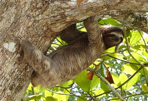 Roatan Wildlife & West Bay Beach Excursion