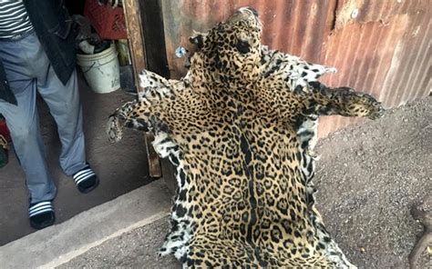 Someone Just Killed One of the Two Remaining Jaguars in the U.S. | Live ...