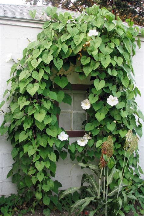 12 Fast-Growing Flowering Vines - Best Wall Climbing Vines to Plant ...