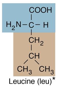 Leucine