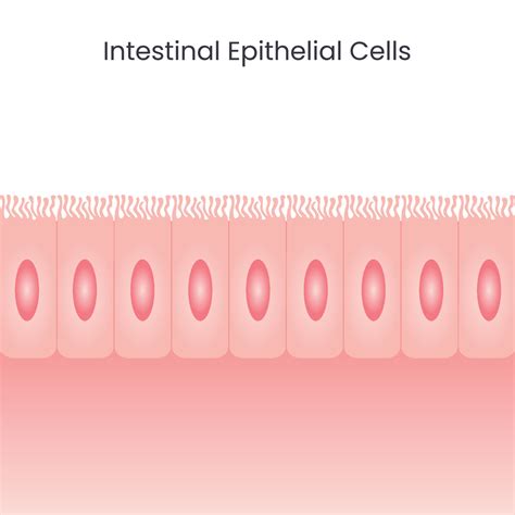 Intestinal Epithelial Cells 10803609 Vector Art at Vecteezy