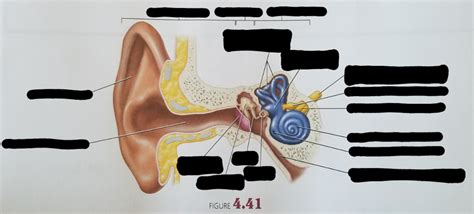 Hearing Diagram | Quizlet