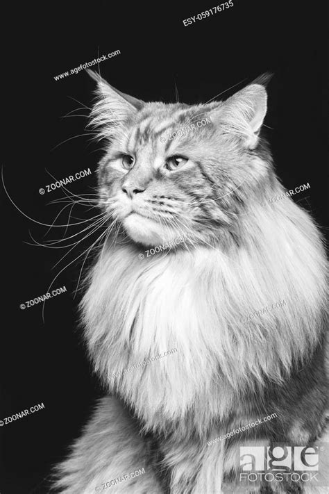 beautiful big maine coon cat. Copy space. Studio shot on black ...