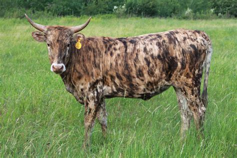 THB Star Ambassador Texas Longhorn Cow Two Heart Bar Ranch | Longhorn cattle, Longhorn cow, Cattle