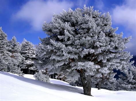 🔥 [50+] Country Snow Scenes Wallpapers | WallpaperSafari