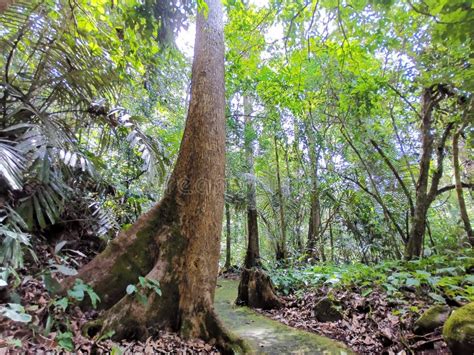 Trekking Up To Mahua Waterfall Tambunan, Sabah. Malaysia, Borneo. Stock ...