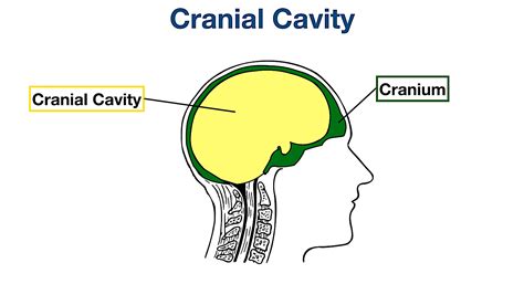 Cranial Cavity Diagram