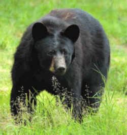 West Virginia State Animal: Black Bear | Black bear, Bear pictures, Animals