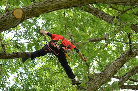 Tree Climbing Safety Checklist