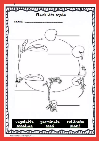 Seed Germination Experiment Worksheet