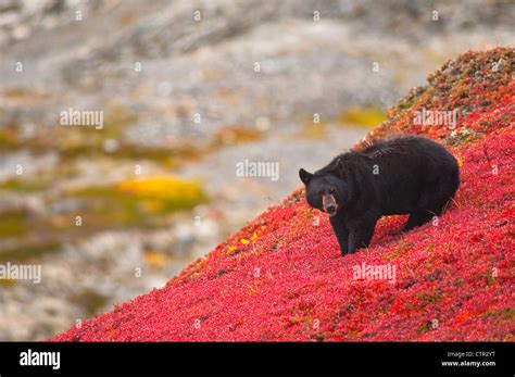 Kenai fjords national park hi-res stock photography and images - Alamy