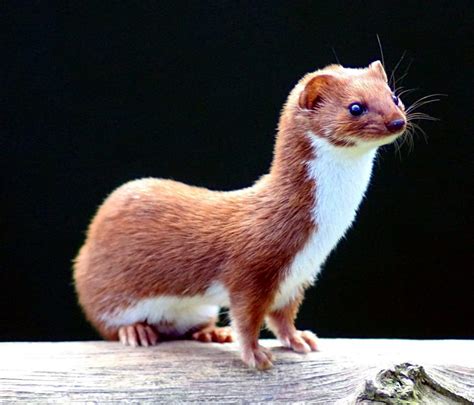 What is the Difference Between Stoat and Weasel - Pediaa.Com