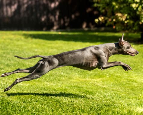 Greyhounds: the Fastest Dogs in the World | The Dogman